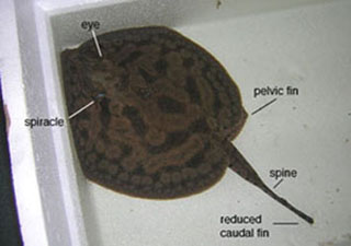 Freshwater Stingrays of the Amazon